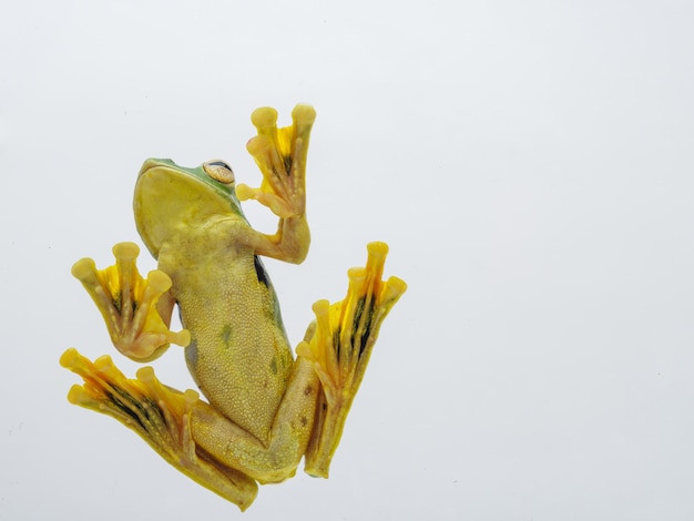 Phongsaly tree frog (Rhacophorus kio)