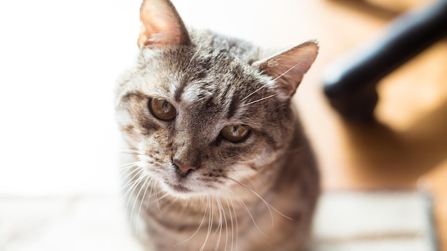 Photo of an adult beautiful cat lying on the floor Cat from the shelter