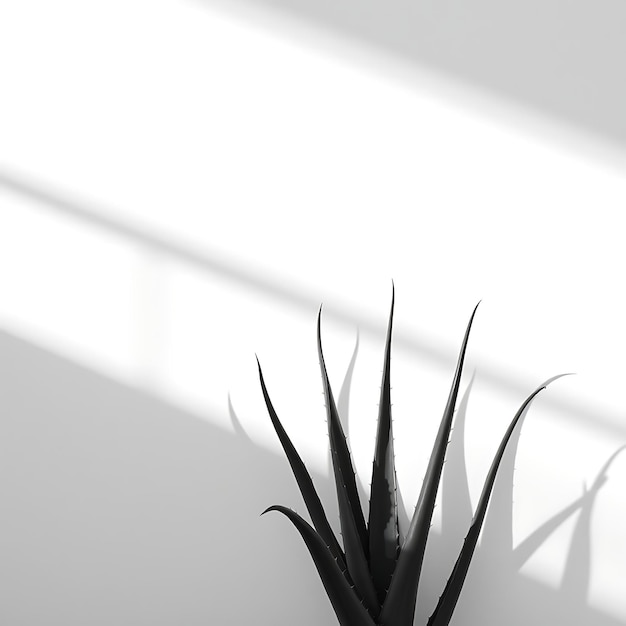 Photo of Aloe Vera Leaves Shadow Producing Thick Spiky Outlines Sharp Contrasts With a Rugged Feel