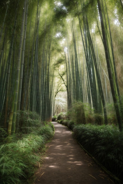 photo of arashiyama bamboo forest japan