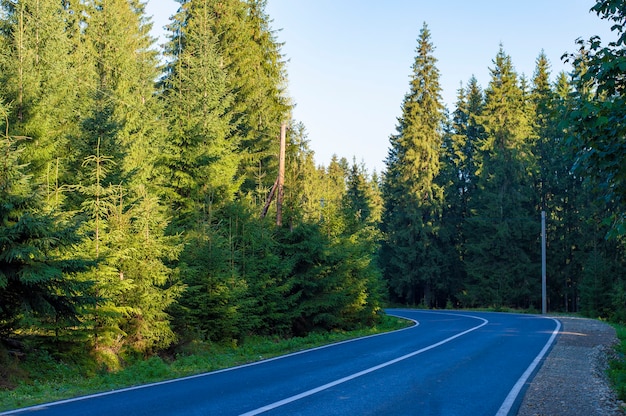 Photo asphalt road in the forest