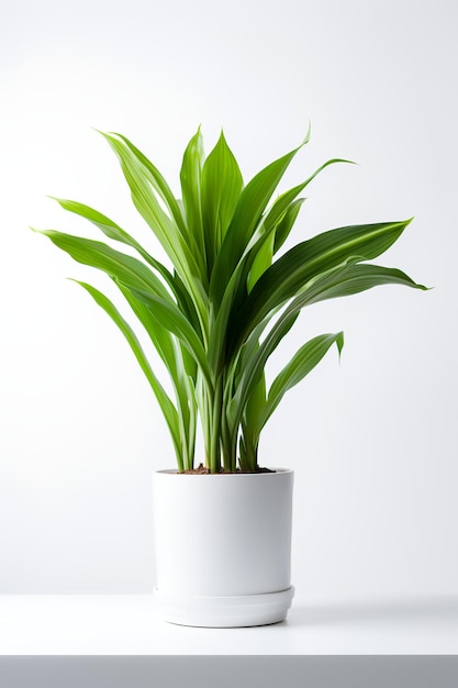 Photo of aspidistra elatior in minimalist pot as houseplant for home decoration