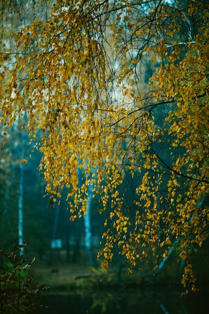 Photo of autumn leaves on blurred background