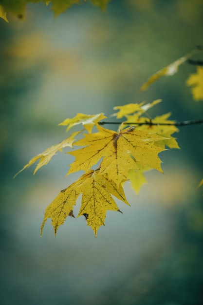 Photo of autumn leaves on blurred background