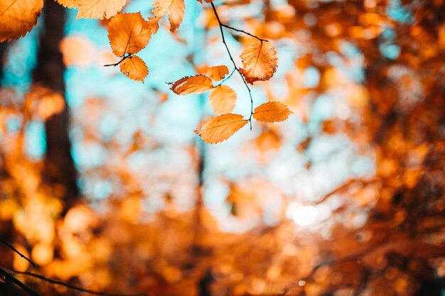 Photo of autumn leaves on blurred background