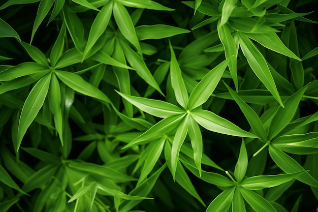 photo bamboo leaf elements green background