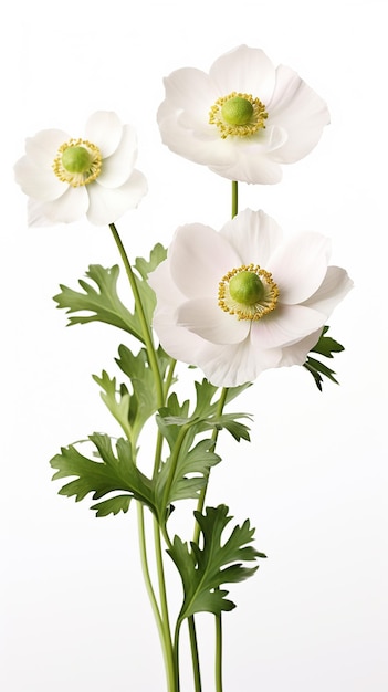 Photo of beautiful Anemone flower isolated on white background