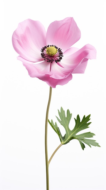 Photo of beautiful Anemone flower isolated on white background