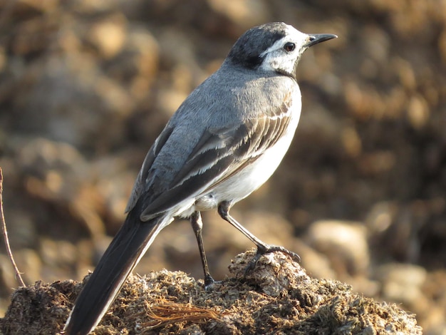 Photo of a beautiful bird in a stunning location