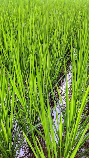 Photo beautiful green rice field