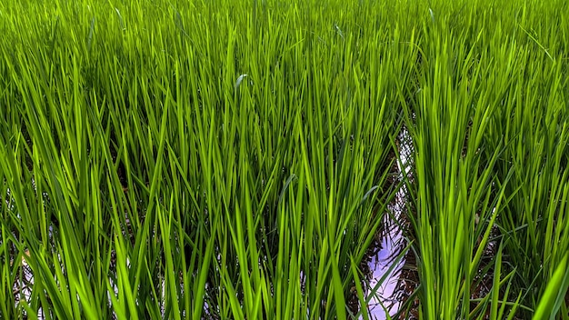 Photo beautiful green rice field