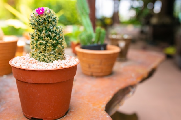 Photo of beautiful greenery during the day. The plant decorations in home.