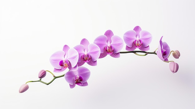 Photo of beautiful Orchid flower isolated on white background