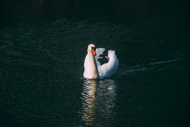 Photo of Beautiful Swan swimming on  Danube river on nice spring day