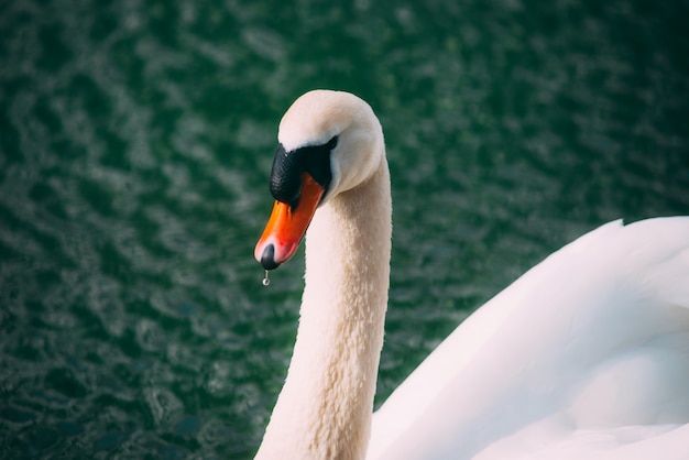 Photo of Beautiful Swan swimming on  Danube river on nice spring day