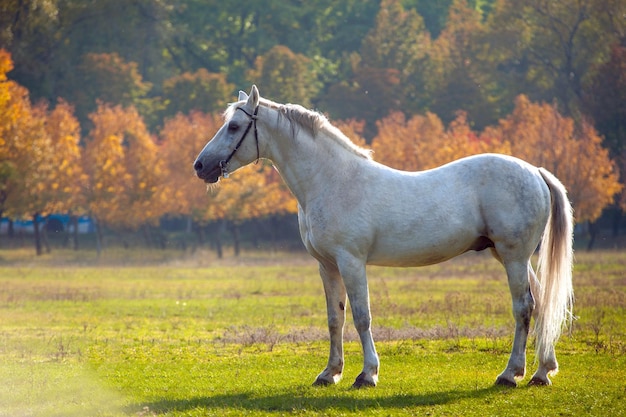 Photo of a beautiful white horse in nature on a background plant