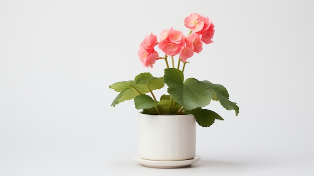 Photo of Begonia in minimalist pot as houseplant for home decoration