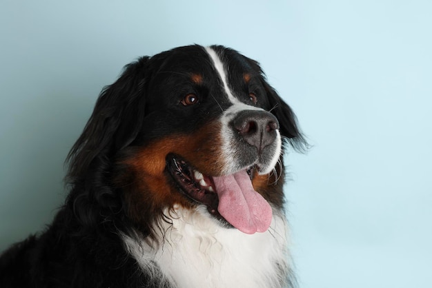 Photo Bernese Mountain Dog on a soft blue background