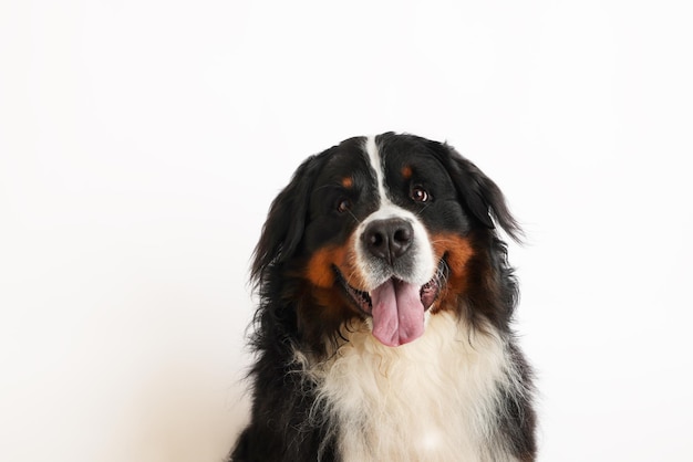 Photo Bernese Mountain Dog on a white background Studio shot of a dog in front of an isolated background