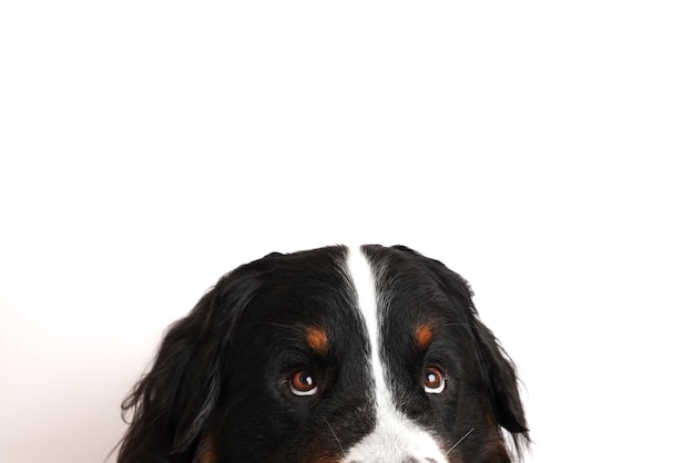 Photo Bernese Mountain Dog on a white background Studio shot of a dog in front of an isolated background