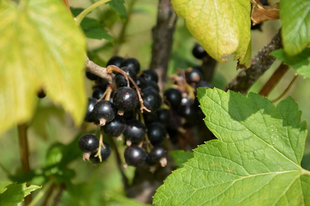 Photo photo black currant