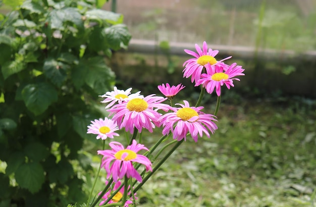 Photo of blooming echinacea in the garden in the village in summer