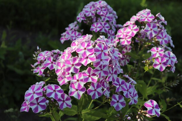 Photo of blooming phloxes in the village in summer