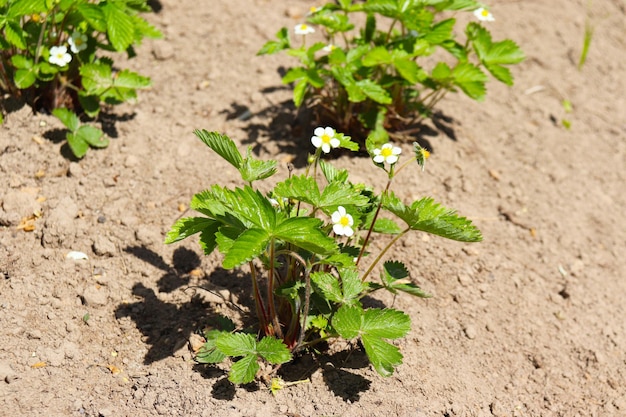 Photo of blooming strawberries in the garden in the village