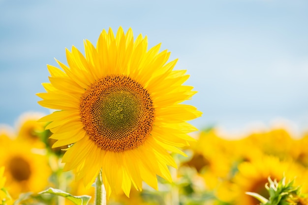 Photo of blooming sunflower in agricultural field against blue sky Copy space near the sunflower evening warm and soft light