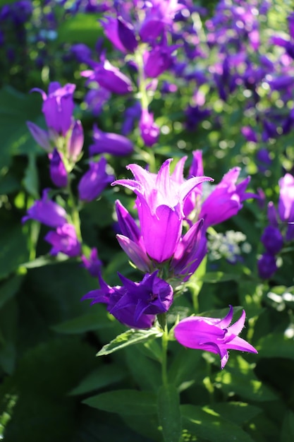 Photo of bluebell flowers in sunlight in the village