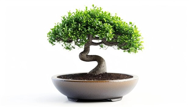 photo of Bonsai tree in a pot in isolated background A Perfect Bonsai Plant AI Generated