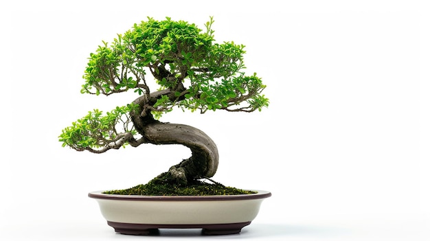 photo of Bonsai tree in a pot in isolated background A Perfect Bonsai Plant AI Generated