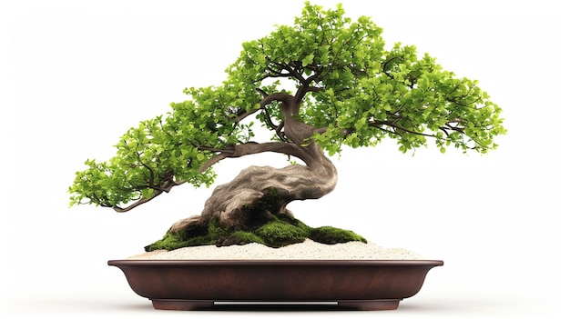 photo of Bonsai tree in a pot in isolated background A Perfect Bonsai Plant AI Generated