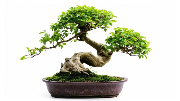 Photo photo of bonsai tree in a pot in isolated background a perfect bonsai plant ai generated