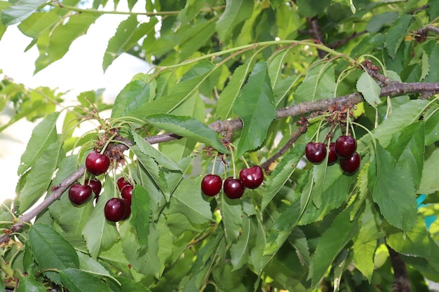 Photo of a branch with ripe juicy cherries in the summer in the village