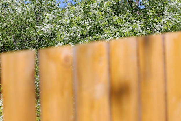 photo branches and cherry blossoms for wallpaper and designers