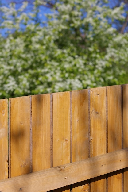 photo branches and cherry blossoms for wallpaper and designers