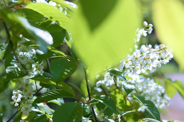 photo branches and cherry blossoms for wallpaper and designers