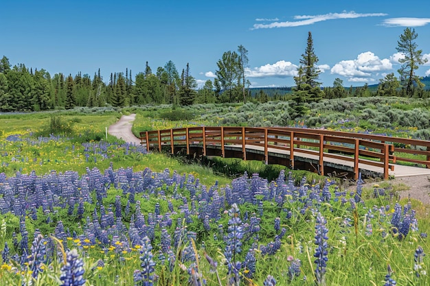 Photo of A bridge arching over a field of lavender