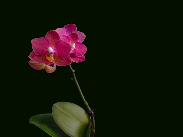 Photo bright pink mini phalaenopsis flower on a dark background Homemade Potted plant