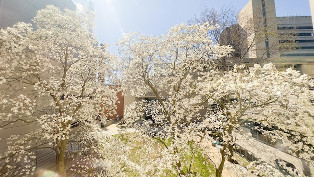 A photo of a building with a tree in bloom