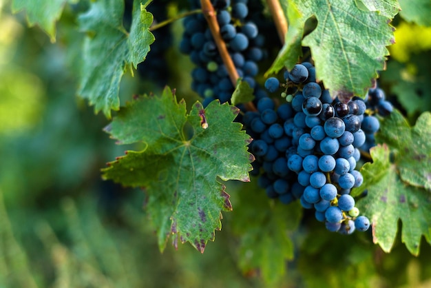 photo of a bunch of dark grapes in a vineyard