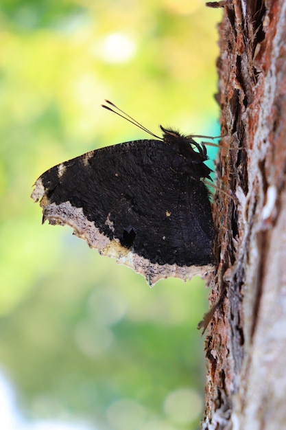 Photo of a butterfly with folded wings on a tree