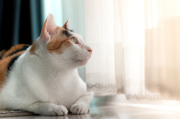 Photo calico cat lying portrait on the carpet is looking something outside the door.