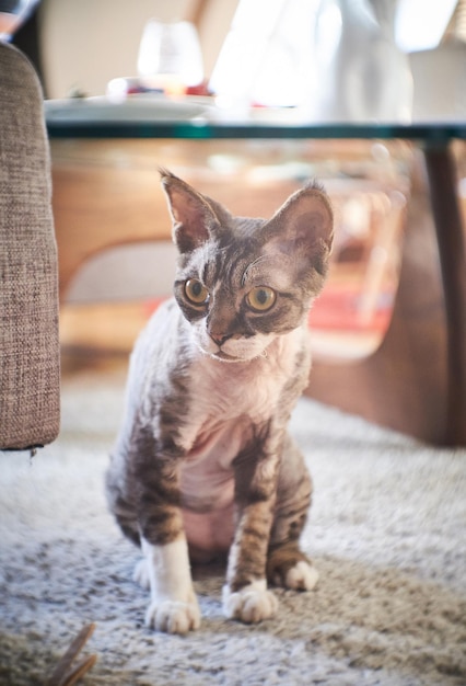 Photo of a Canadian sphinx in a cozy house