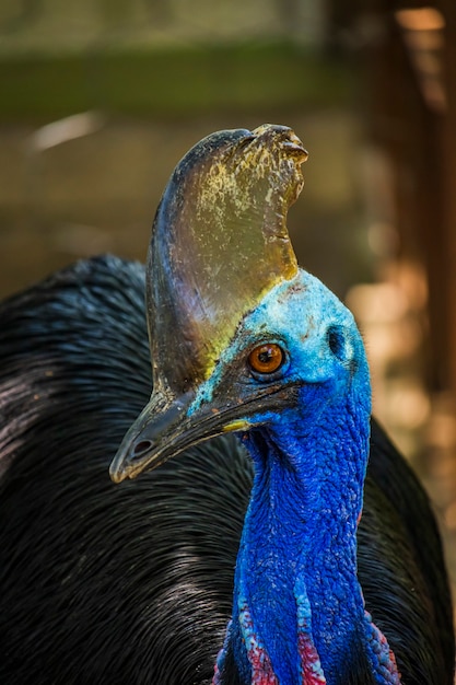 Photo of a cassowary in the sustainable white desert zoo Jantho Aceh Besar