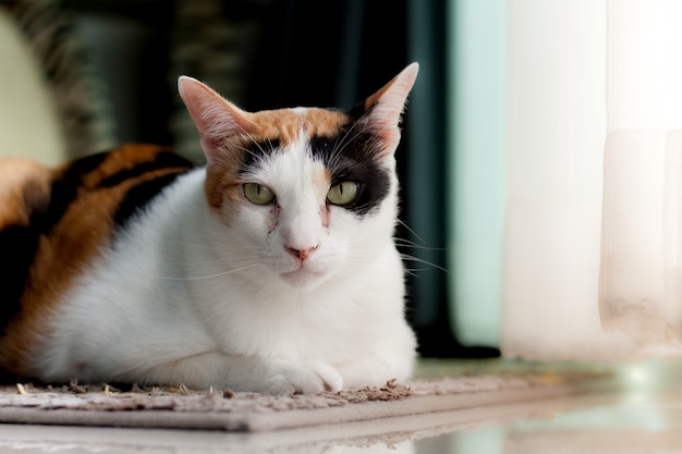 Photo cat lying on the carpet is looking at me.