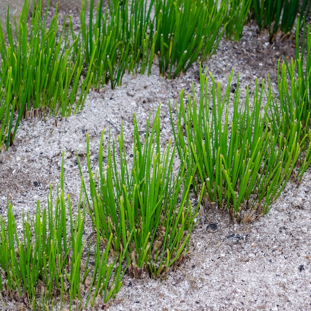 A photo close up of a thicket of young spring chives on a bed in a garden.