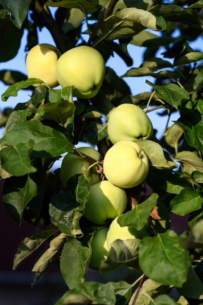 Photo closeup of green ripe