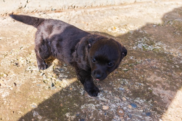 Photo of cute little black color canine breed puppy